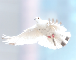 The Virtues and the Gifts of the Holy Spirit