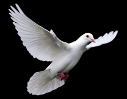 The Holy Spirit and Grace