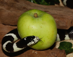 The Creation and the Fall of Man